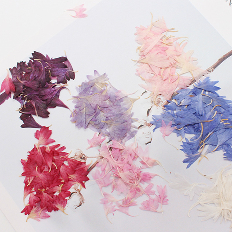 20 Plant Specimens, Cornflower - Resin Art Baby recension och pris